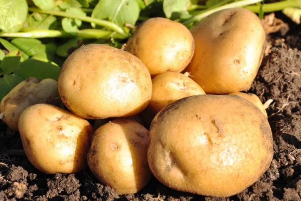 土豆属于根茎类蔬菜吗