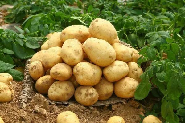 土豆属于根茎类蔬菜吗