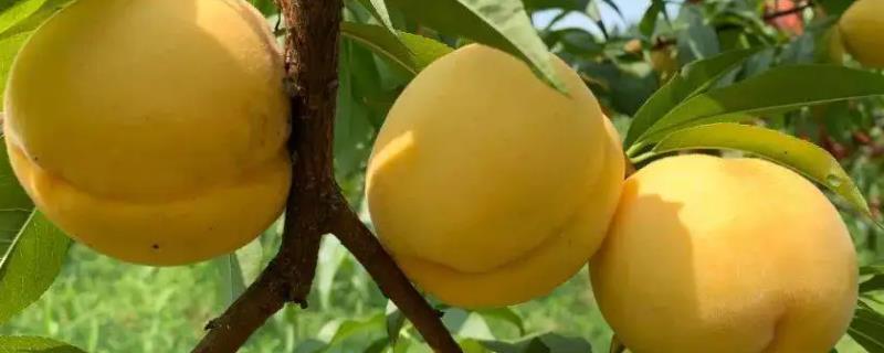 黄桃与水蜜桃的区别，果肉颜色不同