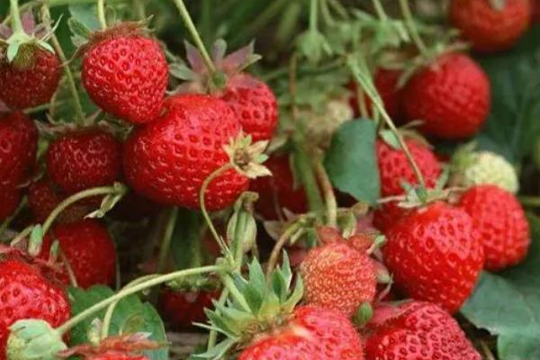 香野草莓品种介绍