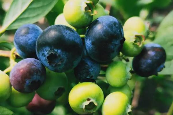 蓝莓品种排名前十