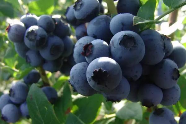 蓝莓品种排名前十