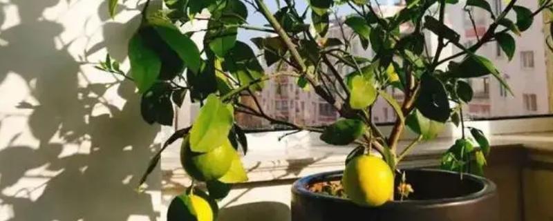 柠檬树可以室内养吗
