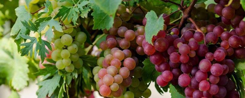 腐植酸对葡萄有哪些作用，出现土壤酸化和盐碱地可用