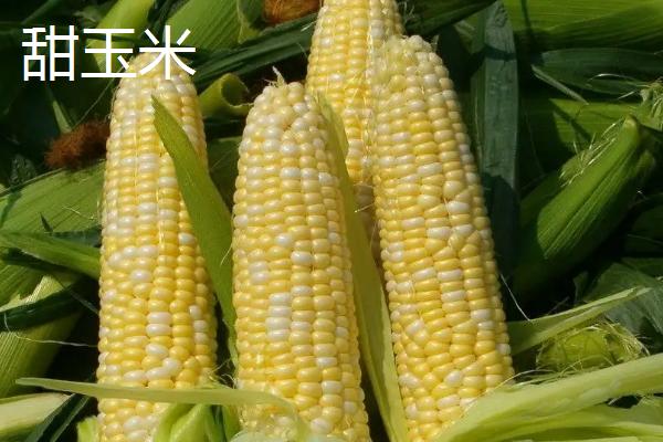排名第一的糯玉米品种