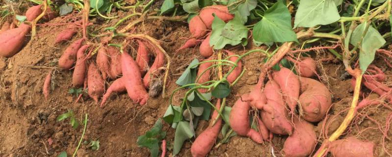 红薯种植所需肥料，种植过程中通常要施3次肥