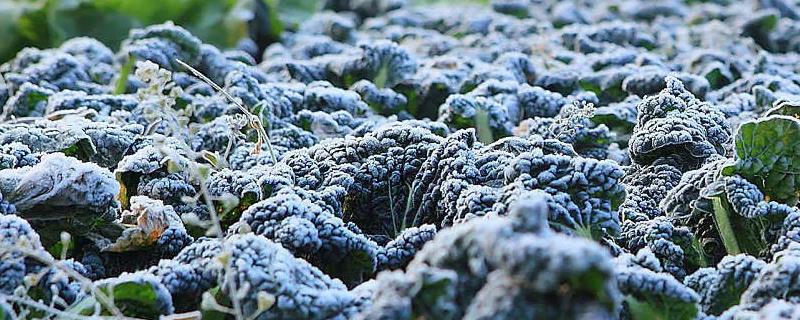 冬季蔬菜受冻后的补救方法，及时除雪加强保暖