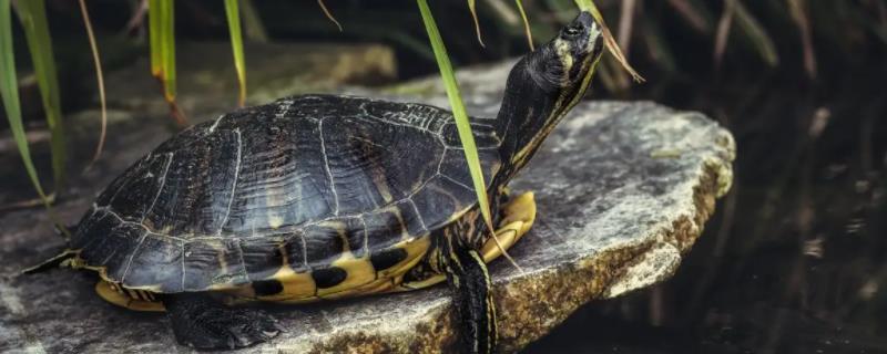 乌龟涂了红霉素软膏能否放在水中，治疗期间干养会更好