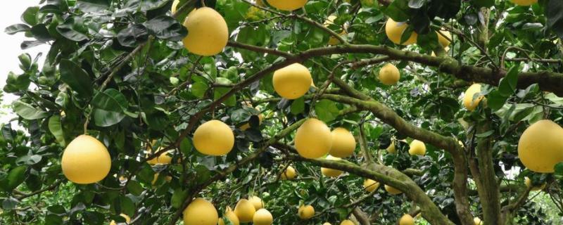 常见的柚子树病虫害及防治方法，高温季节常发生柚子脚腐病