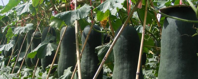 冬瓜种子高产要点，成熟后要及时取种贮藏