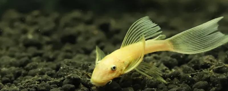 黄金胡子鱼能长多大，不会超过15厘米