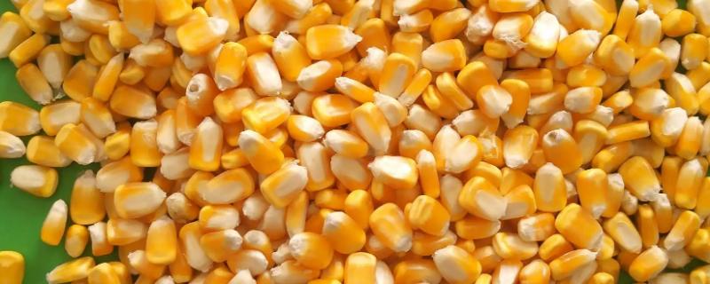 玉米百粒重有多少克