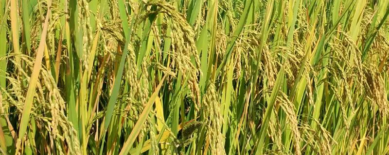 水稻生长后期如何管理水分