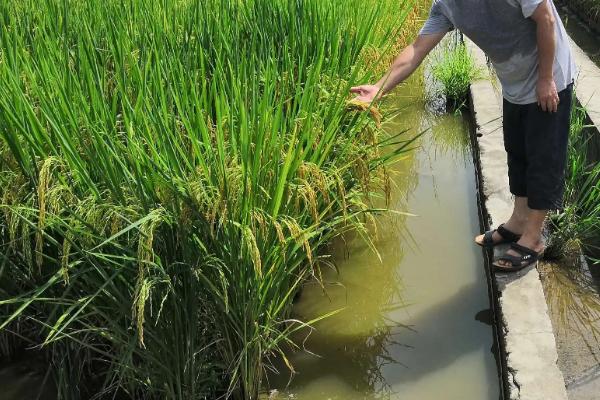 水稻生长后期如何管理水分
