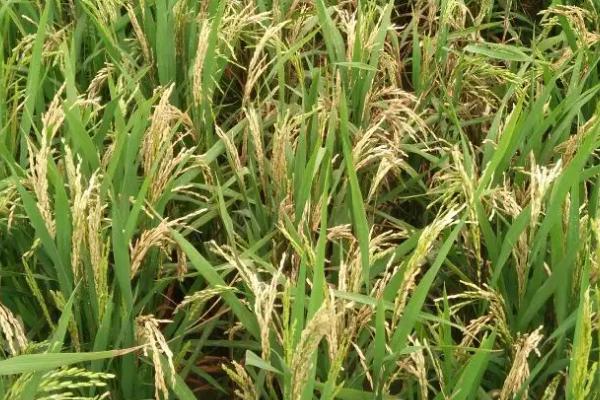 荃优1606水稻的抗倒性和产量