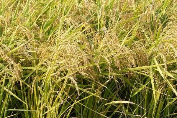 荃优1606水稻的抗倒性和产量