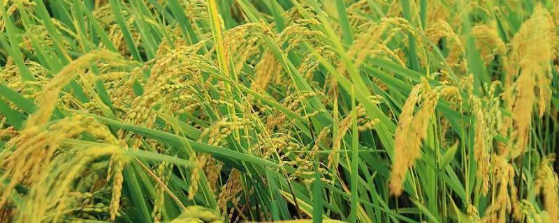 水稻烂秧的类型，在秧苗期发生