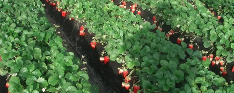 草莓苗没有叶片可以栽活吗，避免强光照射可提高成活率