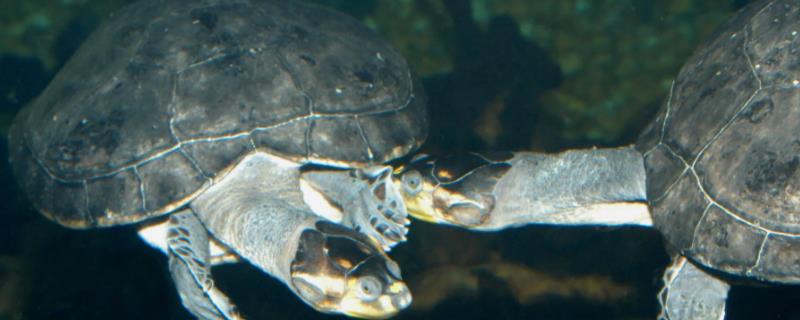 侧颈龟可以长多大，一般生活在积水的水塘中