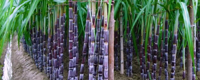 甘蔗可以种子播种吗，一般用甘蔗的嫩茎来种