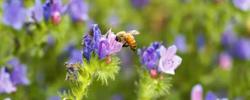 蜜蜂连续喂糖5天会快速发展吗，蜂王是繁殖的关键