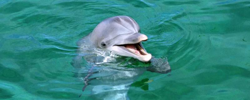海豚喜欢吃的东西是什么，常捕食乌贼和各种小鱼
