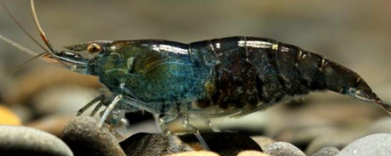 黑壳虾养多久能繁殖，长到1.5cm才具有繁殖能力