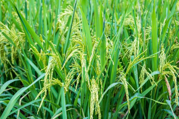 东北水稻的亩产量