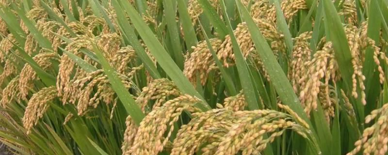 东北水稻的亩产量