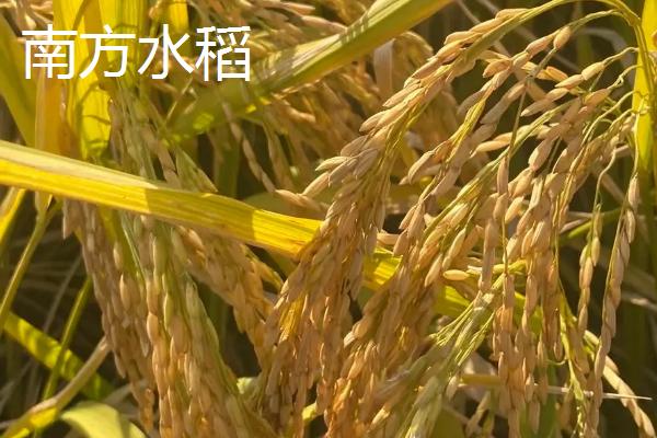 水稻在什么季节收获