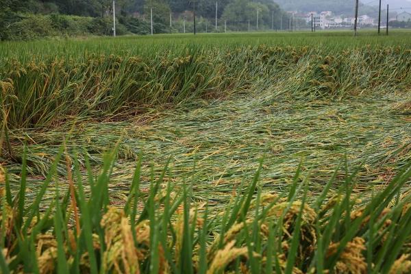 水稻倒伏对产量有什么影响