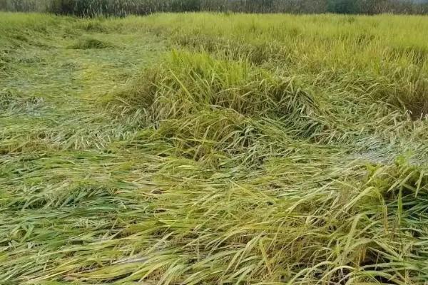 水稻倒伏对产量有什么影响