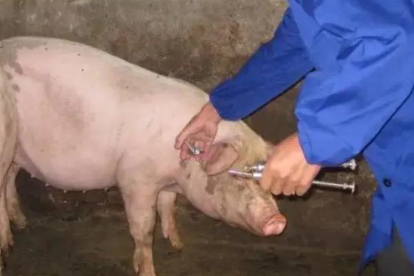 猪用链霉素可以治疗哪些疾病