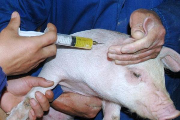 如何快速治疗猪水肿病