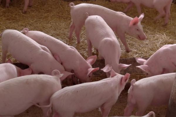 猪会不会感染新型冠状病毒