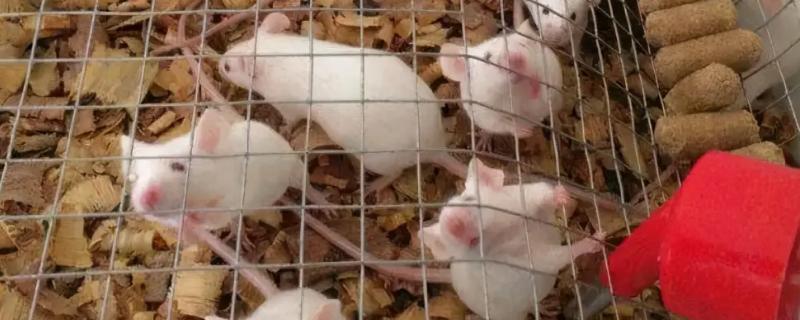 如何加快小白鼠的繁殖速度