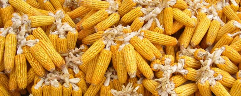 瑞普909玉米品种国审定公告