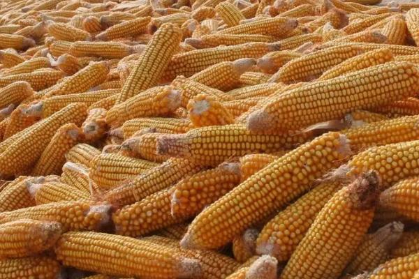 华农658玉米品种审定公告