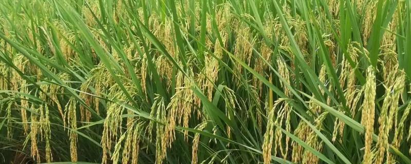 我国优质水稻主要分布区