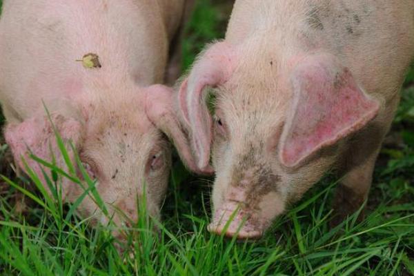 猪为什么只吃草不吃料
