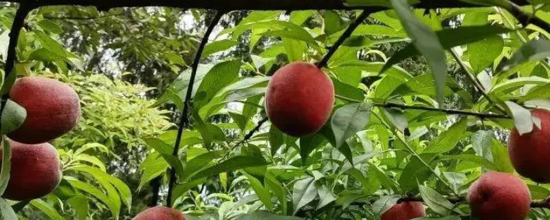 水蜜桃种植要点，水蜜桃成熟的时间