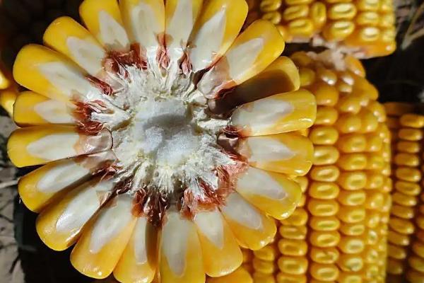 登海518玉米品种简介