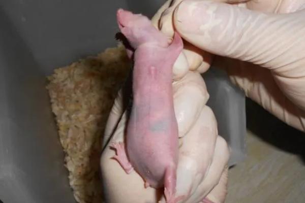 裸小鼠繁殖生产常采用什么方法