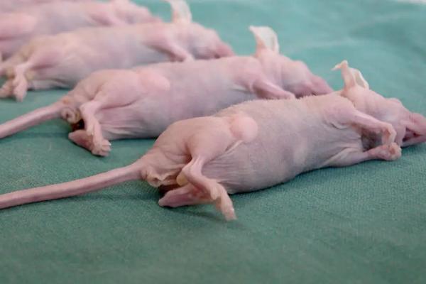裸小鼠繁殖生产常采用什么方法