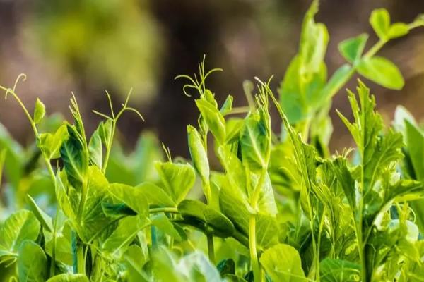 豌豆尖种植时间和方法