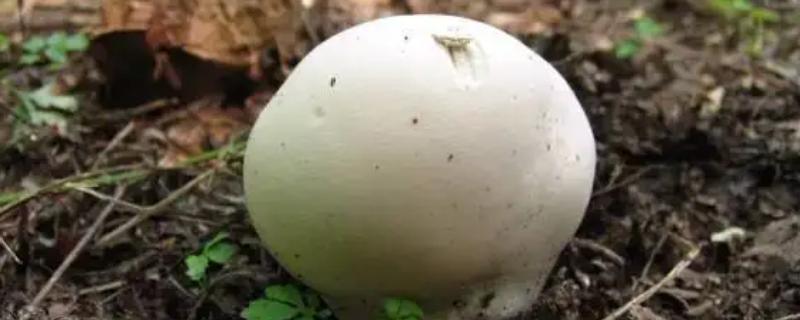 东北蘑菇种类