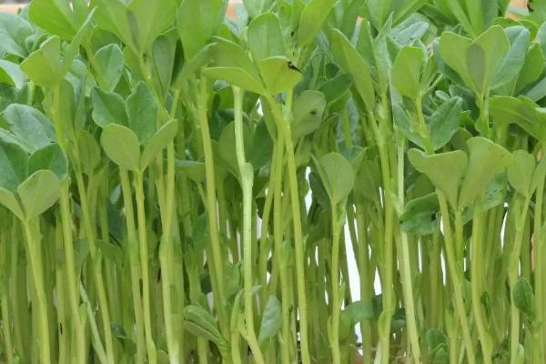 豌豆尖种植时间和方法