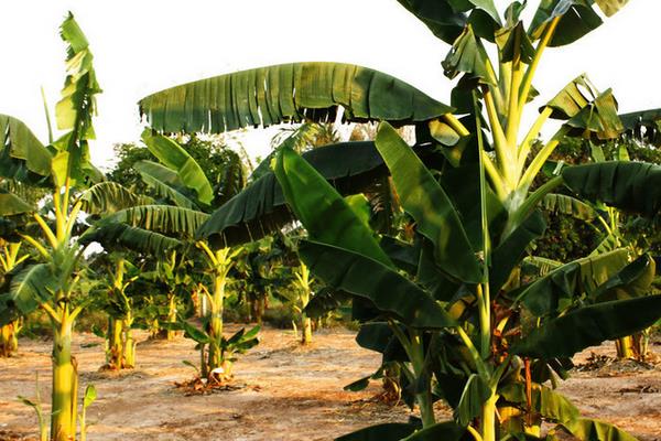 香蕉籽能否种植，附香蕉繁殖方法