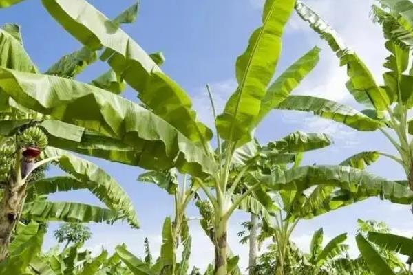 香蕉籽能否种植，附香蕉繁殖方法