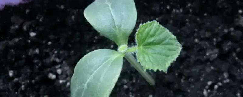 西瓜种子多久发芽